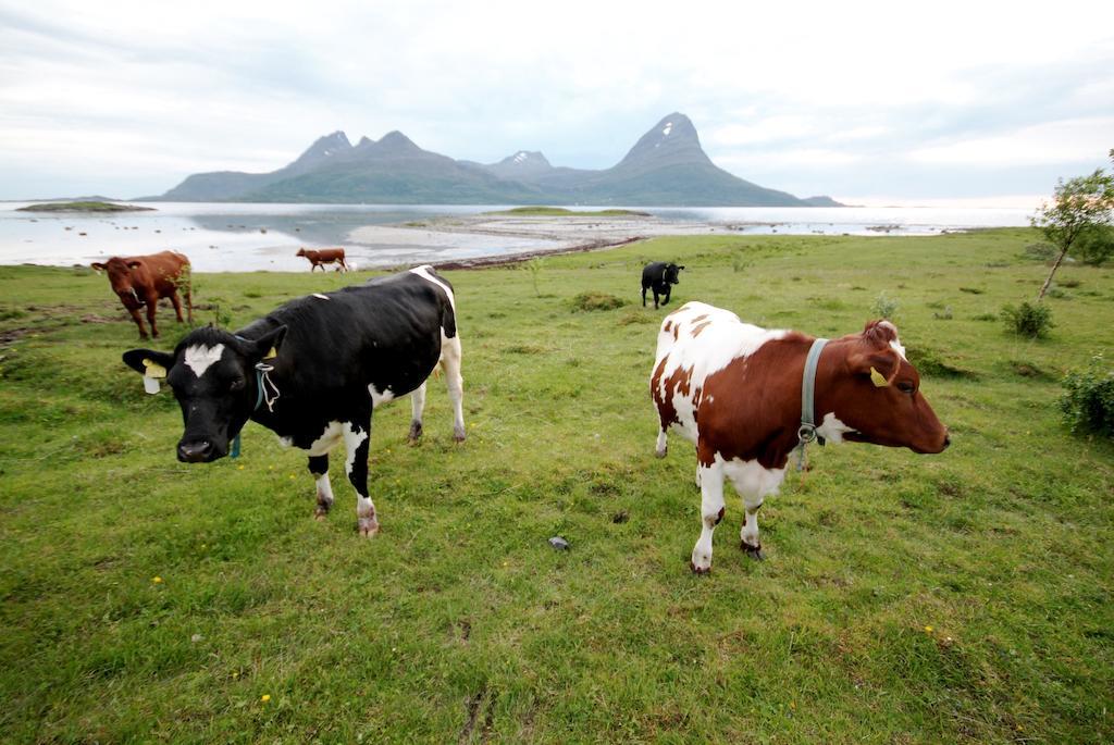 Topcamp Havblikk - Helgeland Nesna Luaran gambar